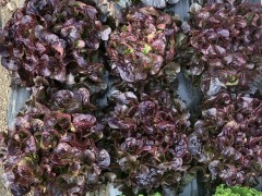 Salade Feuille de chêne 